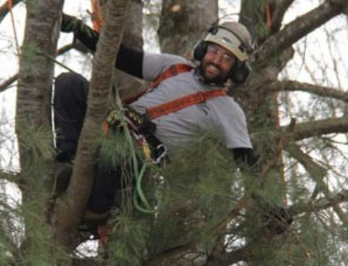 Pros give tall treasure in Bracebridge school playground special care