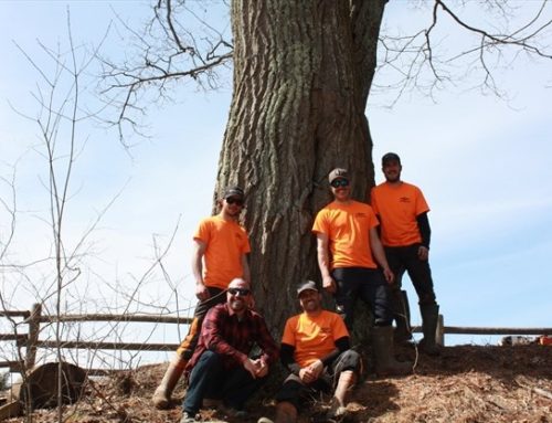 Celebrating Arbor Day in Bracebridge with one mighty oak