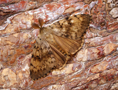 Gypsy Moth Update