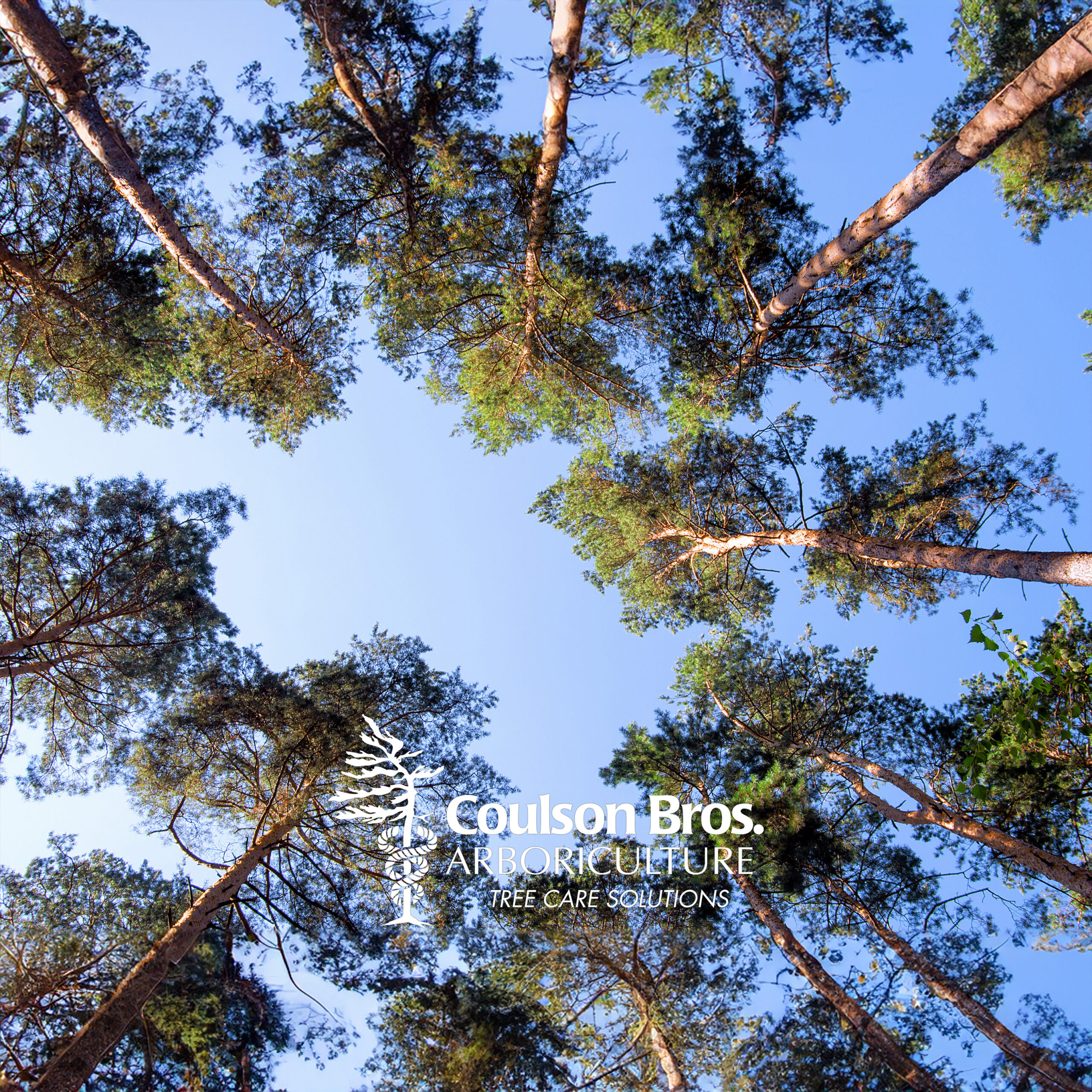 ING_19013_03820square3 Muskoka Lakes Tree Services