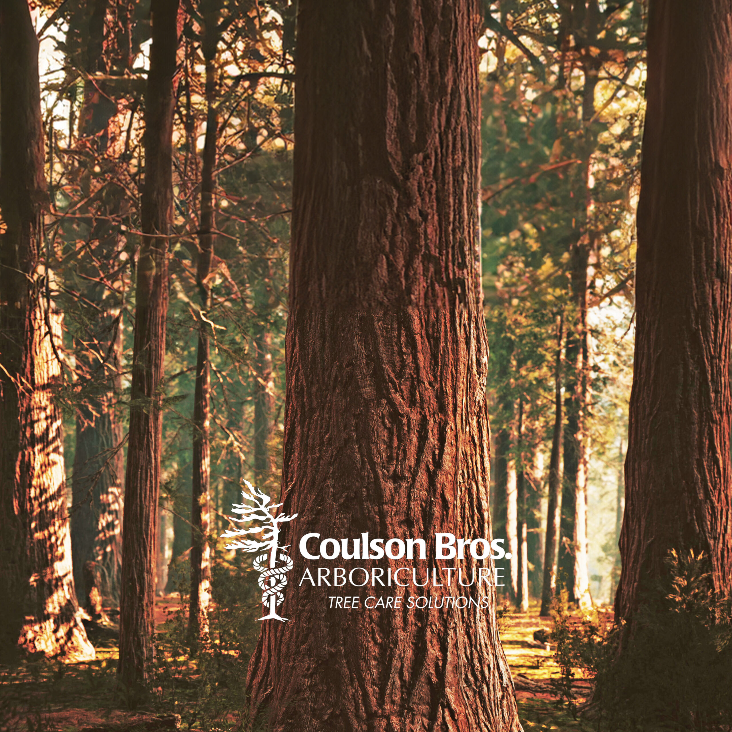 ING_19013_03820square4 Muskoka tree care coulson bros